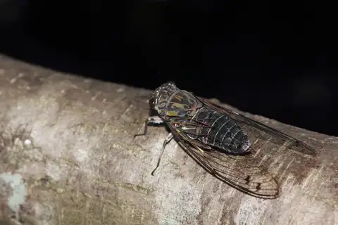 Priest Cicada