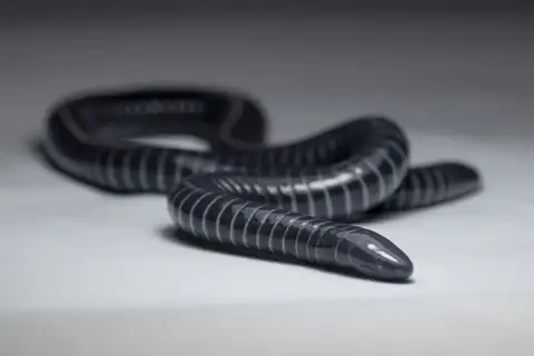 Boettger's Caecilian