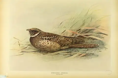 Jamaican Poorwill