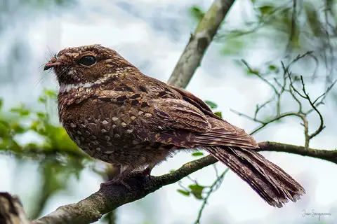Least Poorwill