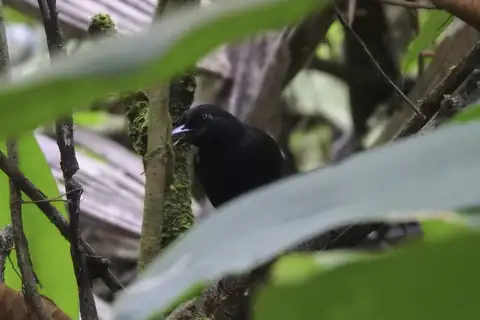 Stub-tailed Antbird