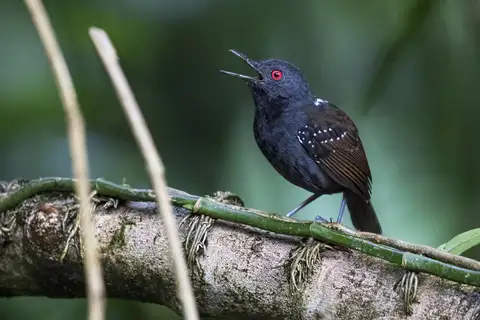 Dull-mantled Antbird