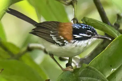 Wallace's Fairywren