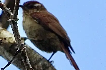 Spectacled Prickletail