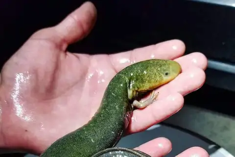 Western Lesser Siren