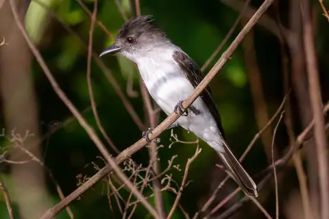 White-rumped Sirystes