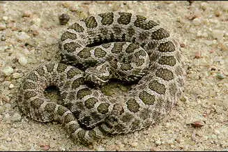 Eastern Massasauga