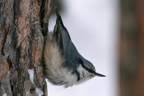 Siberian Nuthatch