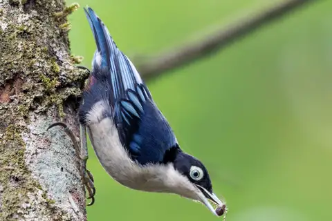 Blue Nuthatch