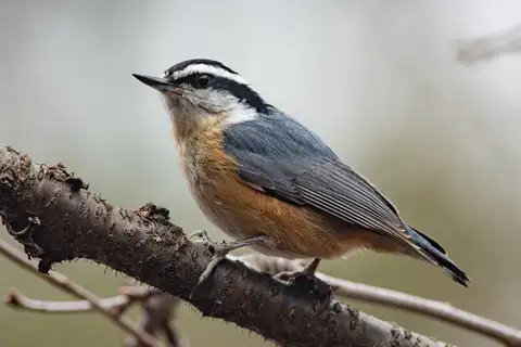 Red-breasted Nuthatch