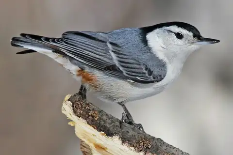 White-breasted Nuthatch