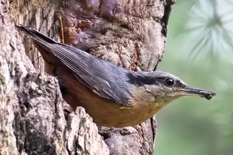 Kashmir Nuthatch