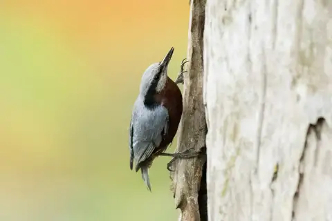Indian Nuthatch