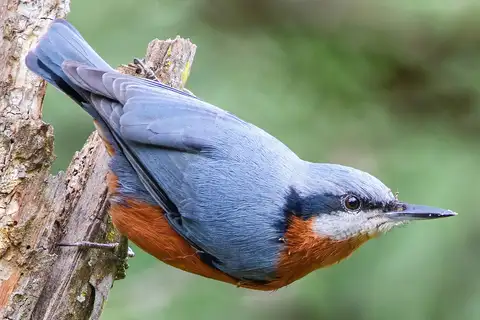 Chestnut-bellied Nuthatch