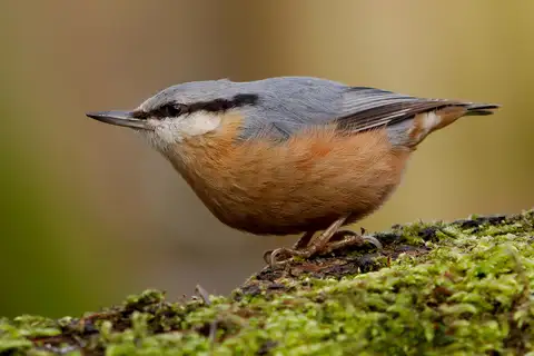 Eurasian Nuthatch
