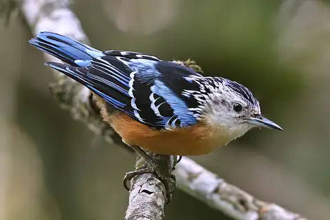 Beautiful Nuthatch