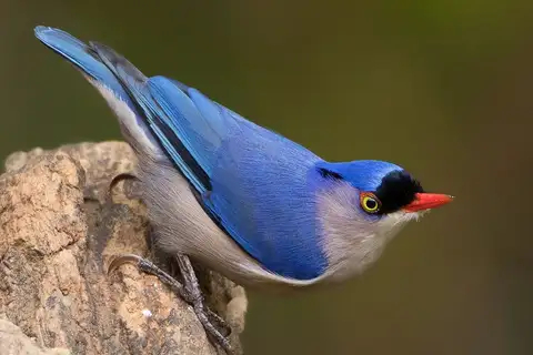 Velvet-fronted Nuthatch