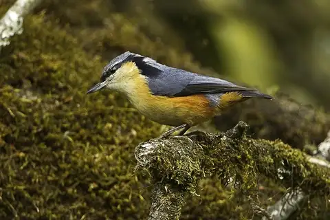 White-tailed Nuthatch