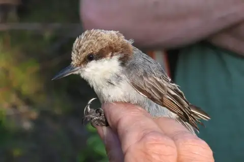 Bahama Nuthatch