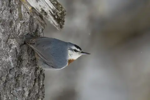 Krüper's Nuthatch