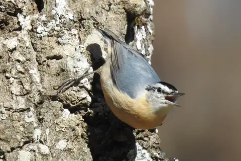 Algerian Nuthatch