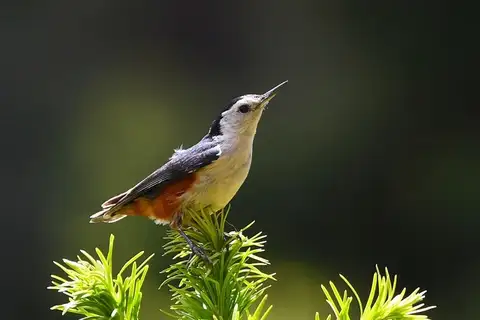 White-cheeked Nuthatch