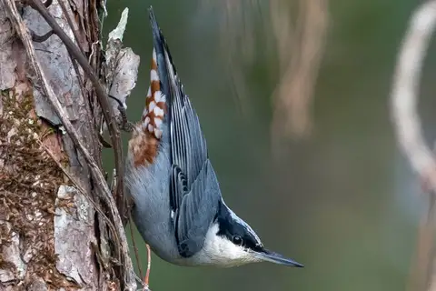 Giant Nuthatch