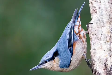 Chestnut-vented Nuthatch