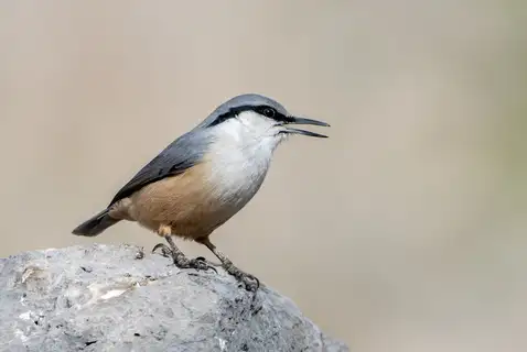 Western Rock Nuthatch