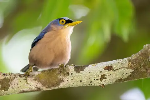 Sulphur-billed Nuthatch