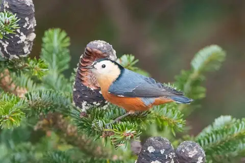 Przevalski's Nuthatch