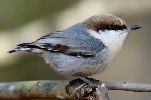 Brown-headed Nuthatch