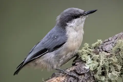 Pygmy Nuthatch