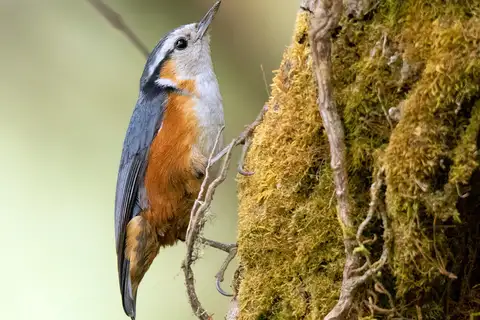 White-browed Nuthatch
