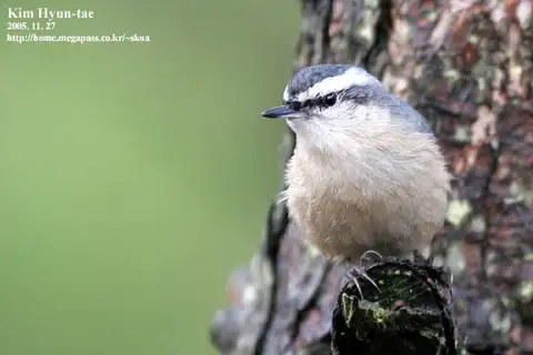 Chinese Nuthatch