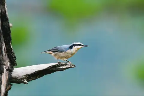 Yunnan Nuthatch