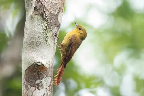 Olivaceous Woodcreeper