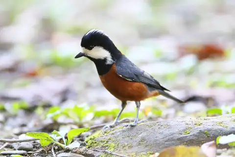 Chestnut-bellied Tit