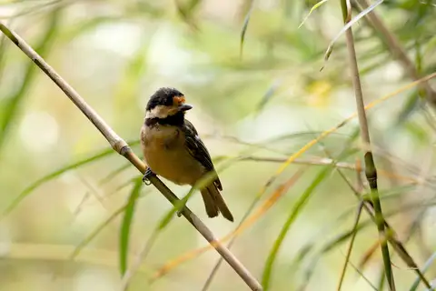Iriomote Tit