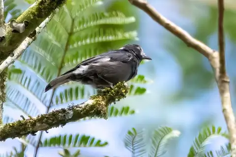 White-fronted Tit
