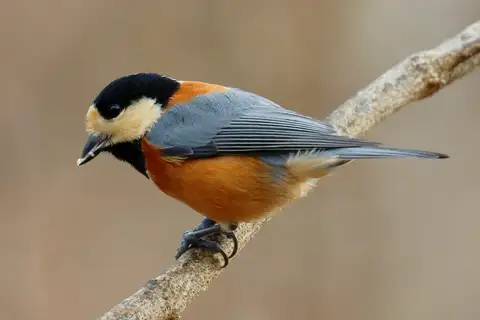 Varied Tit