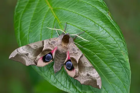 Eyed Hawkmoth