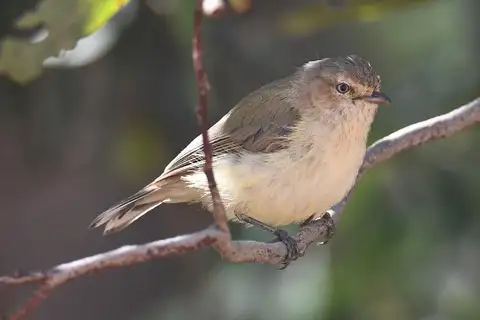 Weebill