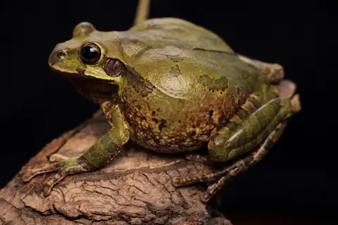 Mexican Treefrog