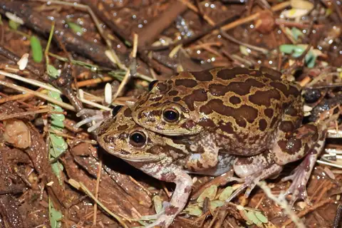 Lowland Burrowing Tree Frog