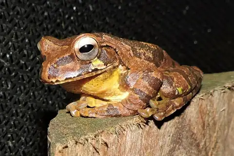 Mosquito Coast Tree Frog