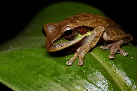 Masked Tree Frog
