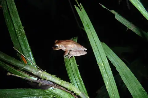 Nicaragua Cross-banded Tree Frog