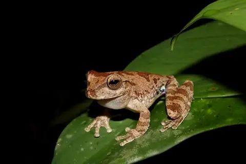 Pugnosed Tree Frog