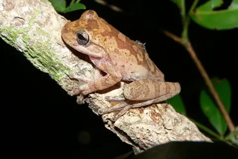 Drab Tree Frog